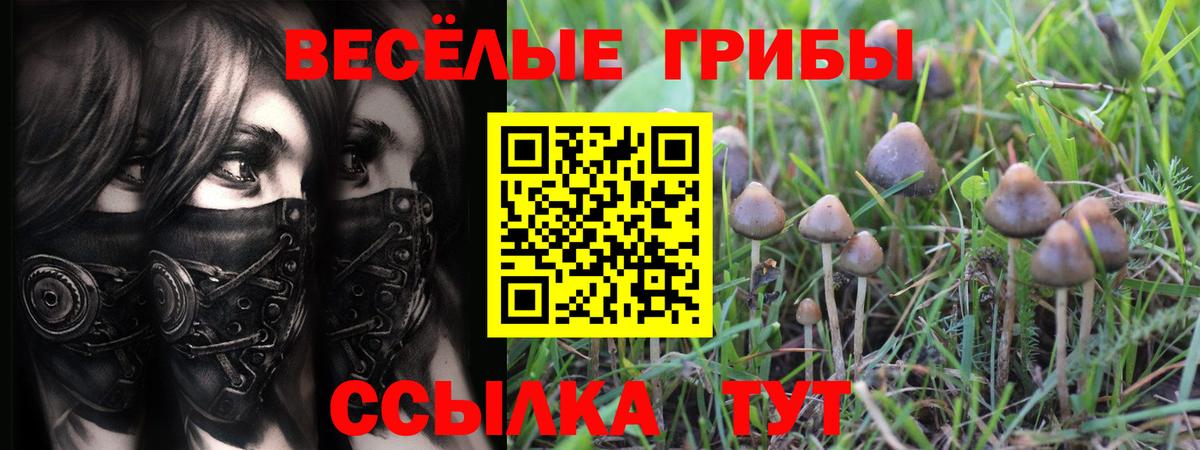 купить закладку  Вход с VPN  Псилоцибиновые грибы Psilocybe  Топки  Псилоцибиновые грибы ЛСД 